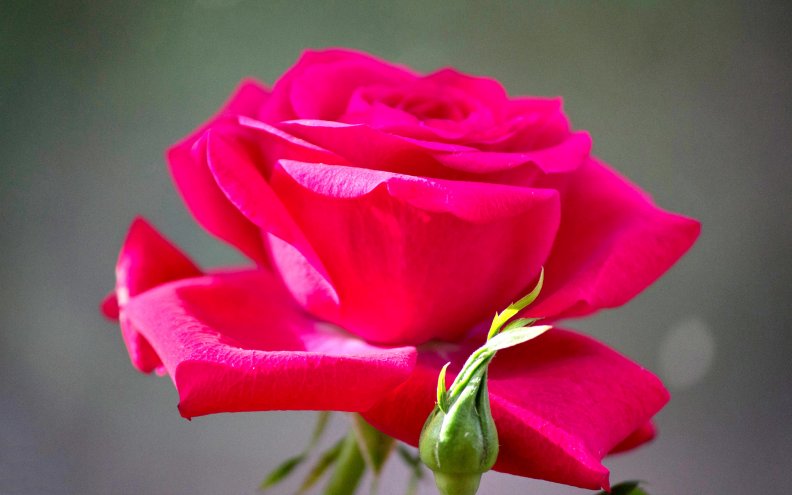 red_rose_beauty.jpg