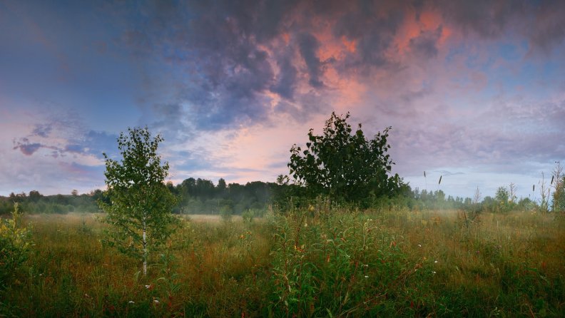 birch_saplings_in_a_cloud_covered_meadow.jpg