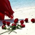Roses on the Beach