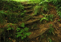 Staircase of roots