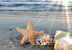 Starfish in the Sunlight