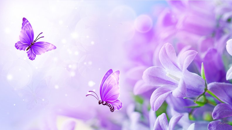 lavender_bliss.jpg