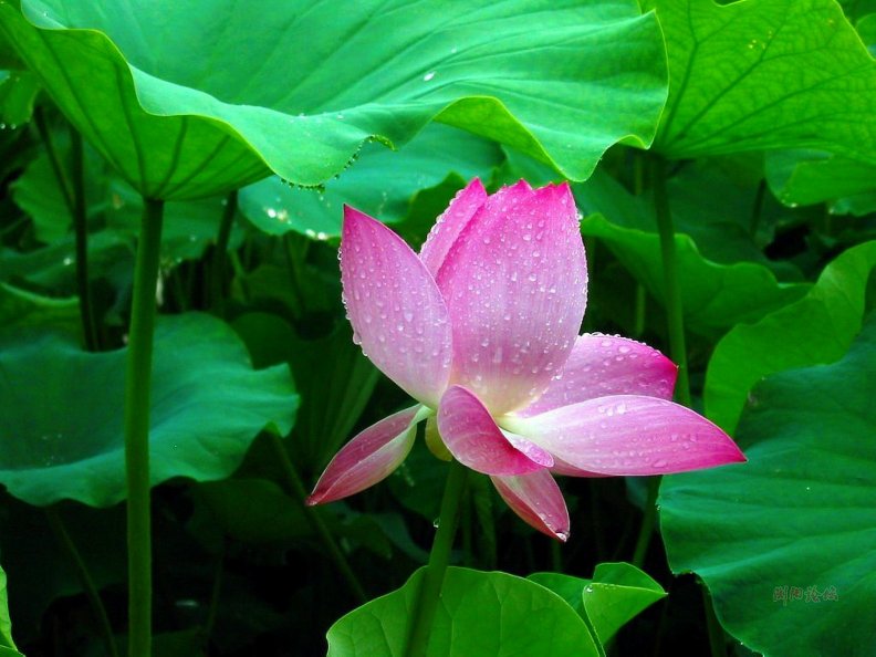 pink_lotus_flower.jpg