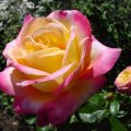 Yelllow and Pink Rose
