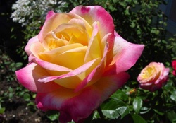 Yelllow and Pink Rose