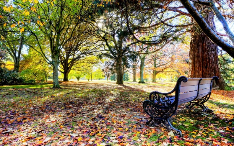 lovely bench in a park in autumn hdr