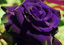 **Beautiful Violet Rose**
