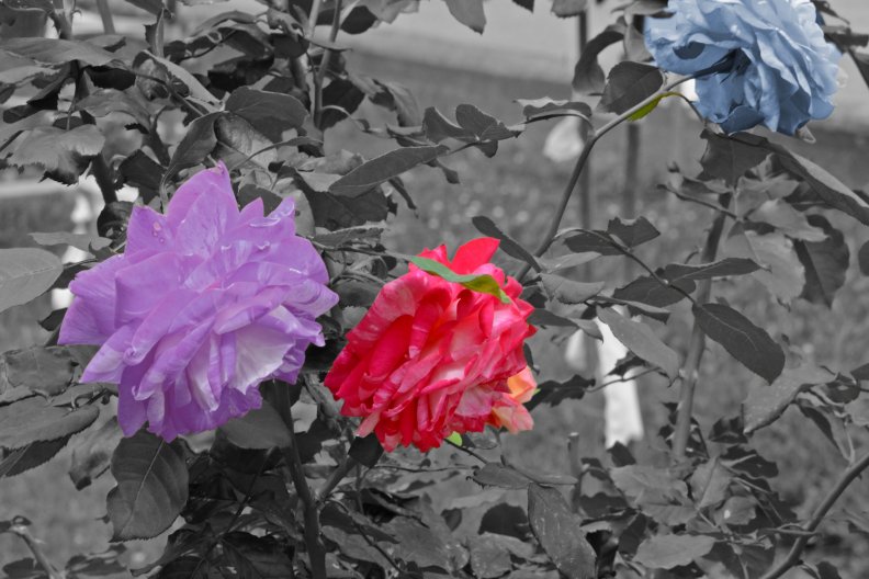 colorful_roses.jpg