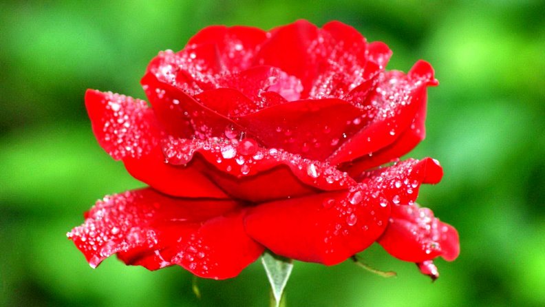 rose_beauty_in_water_drops.jpg