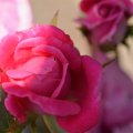 Passionate Pink Macro Rose