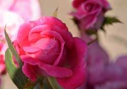 Passionate Pink Macro Rose