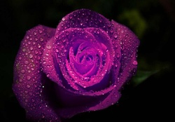 Purple rose in rain