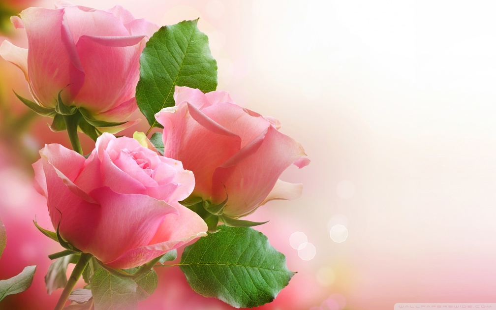 3 light pink roses