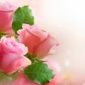 3 light pink roses