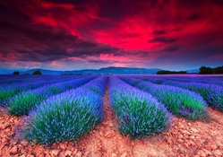 Lavender Field At Sunset