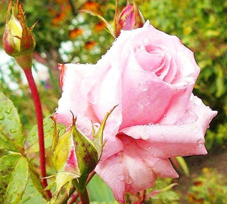 wet_pink_rose_and_buds.jpg