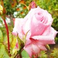 Wet Pink Rose and Buds