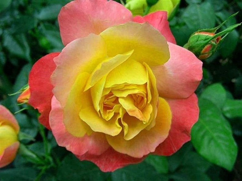 yellow_and_pink_rose.jpg
