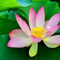 BEAUTIFUL PINK WATER LILLY