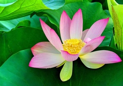 BEAUTIFUL PINK WATER LILLY