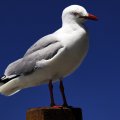 Seagulls Perch