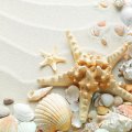 Seashell Treasures