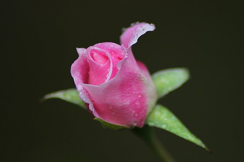 one_pink_rose.jpg