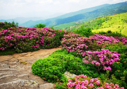 Flowers on the hills