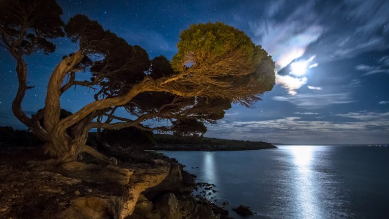 magnificent_tree_on_seacoast_under_moonlight.jpg