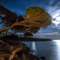 magnificent tree on seacoast under moonlight