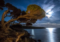 magnificent tree on seacoast under moonlight