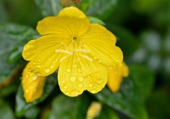Little Yellow Raindrops