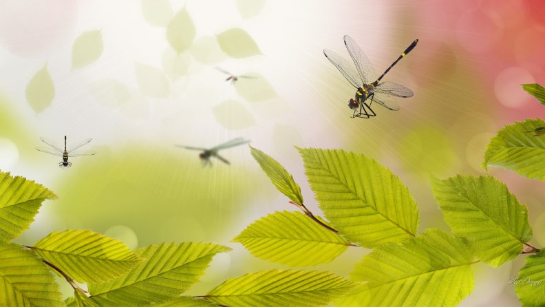 dragonflies_and_green_leaves_abstract.jpg