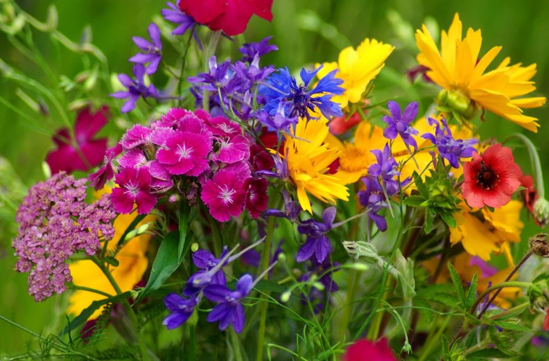 colorful_wildflowers.jpg