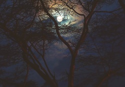 &quot;Moonlit night&quot;.....