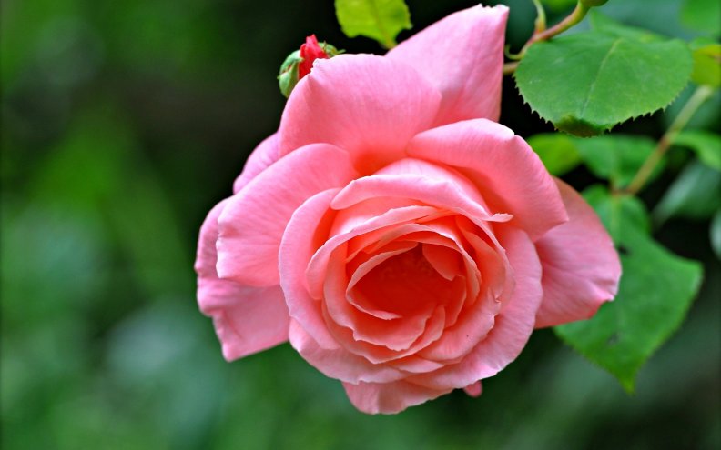 lovely_pink_rose.jpg