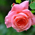 Lovely pink rose