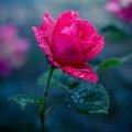 Little Pink Rose