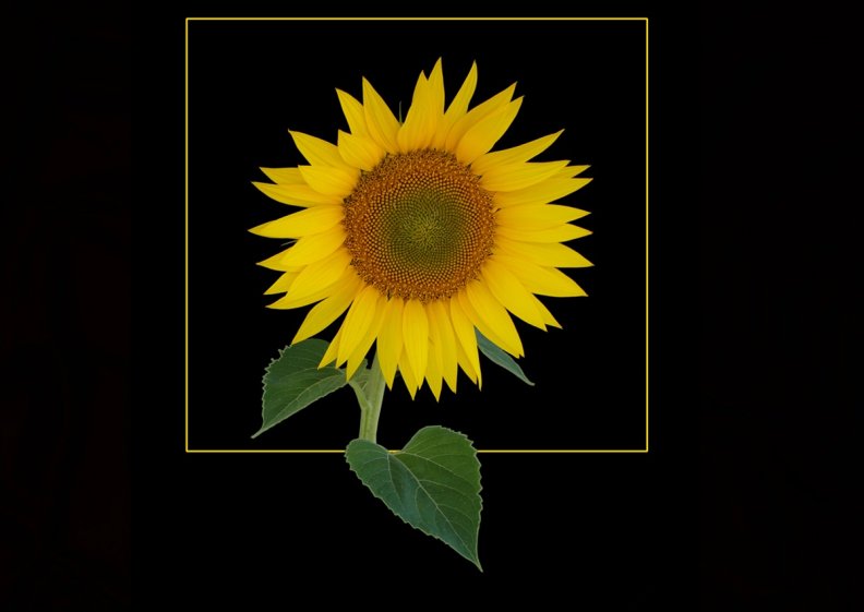 sunflower_on_black.jpg