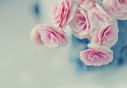 Pink pastel roses