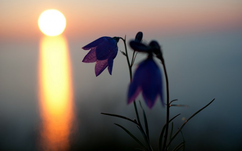Flowers at sunset