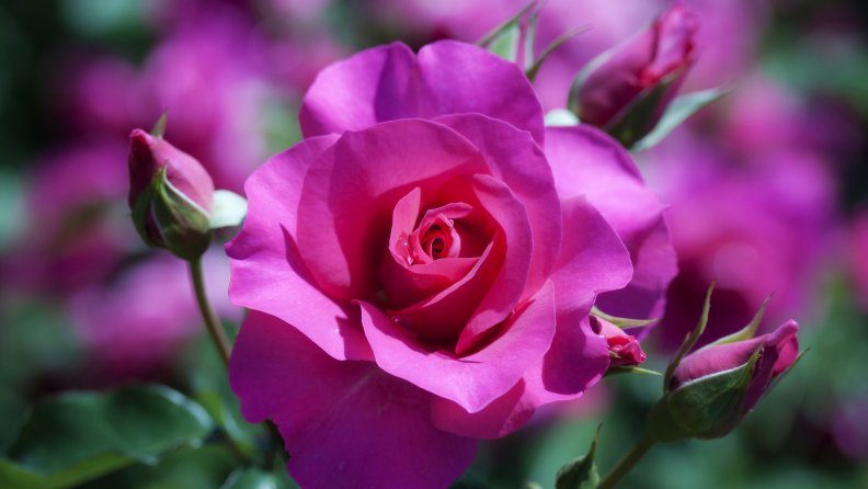 beautiful_purple_roses.jpg