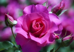 Beautiful Purple Roses