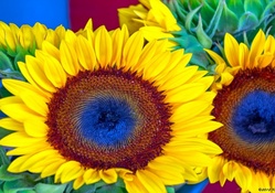 Two sunflowers with a difference