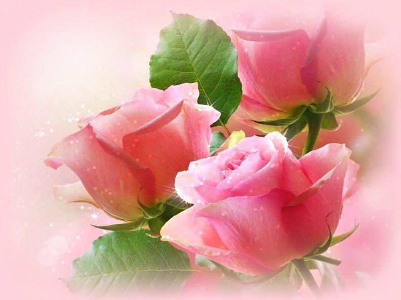 love_in_soft_pink.jpg