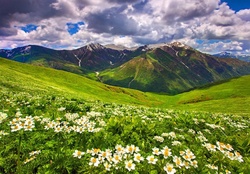 Field of flowers in the mountain
