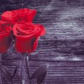Roses for all DN Girls