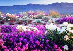 Beautiful Flowers On The Plateau