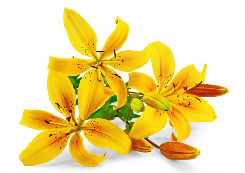 yellow_lilies.jpg