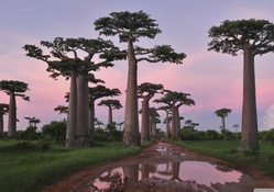Baobab trees in Madagascar
